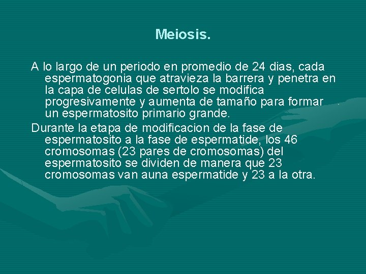 Meiosis. A lo largo de un periodo en promedio de 24 dias, cada espermatogonia