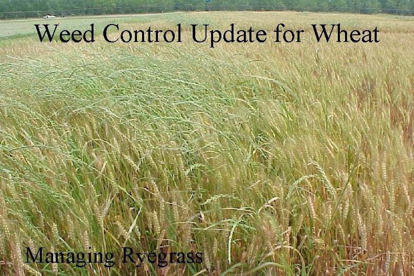 Weed Control Update for Wheat Managing Ryegrass 