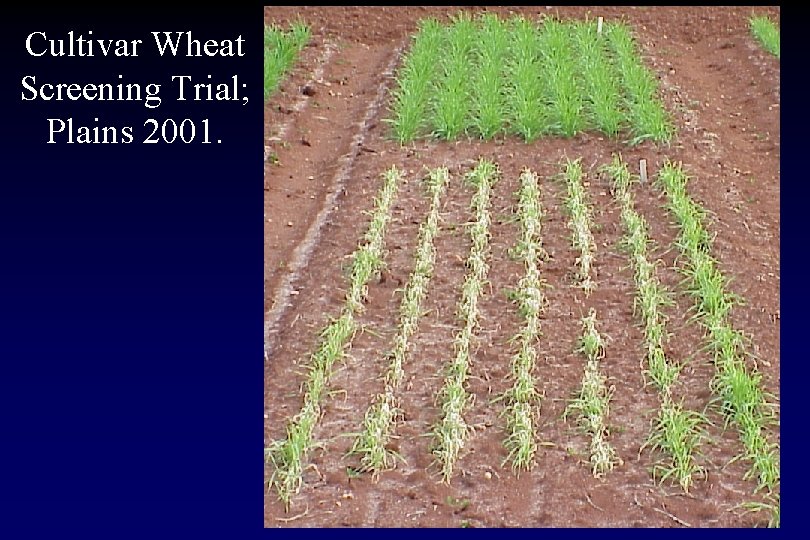 Cultivar Wheat Screening Trial; Plains 2001. 