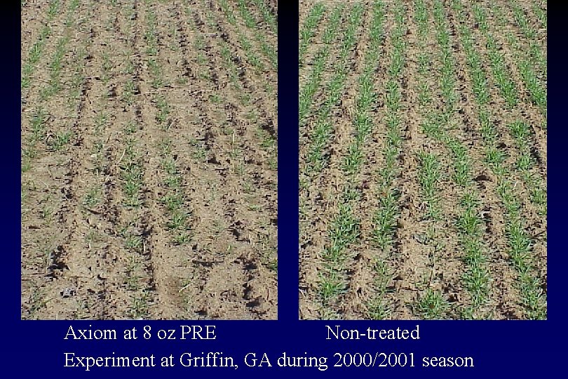 Axiom at 8 oz PRE Non-treated Experiment at Griffin, GA during 2000/2001 season 