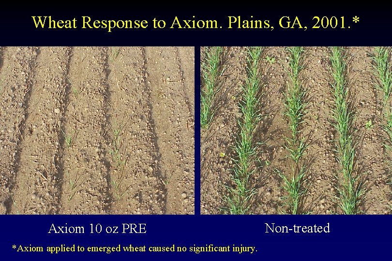 Wheat Response to Axiom. Plains, GA, 2001. * Axiom 10 oz PRE *Axiom applied