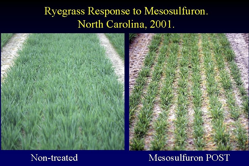 Ryegrass Response to Mesosulfuron. North Carolina, 2001. Non-treated Mesosulfuron POST 