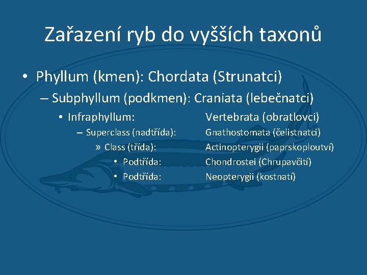 Zařazení ryb do vyšších taxonů • Phyllum (kmen): Chordata (Strunatci) – Subphyllum (podkmen): Craniata