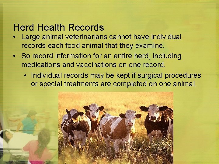 Herd Health Records • Large animal veterinarians cannot have individual records each food animal