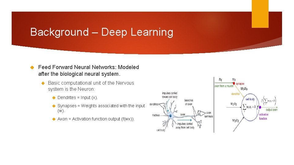 Background – Deep Learning Feed Forward Neural Networks: Modeled after the biological neural system.