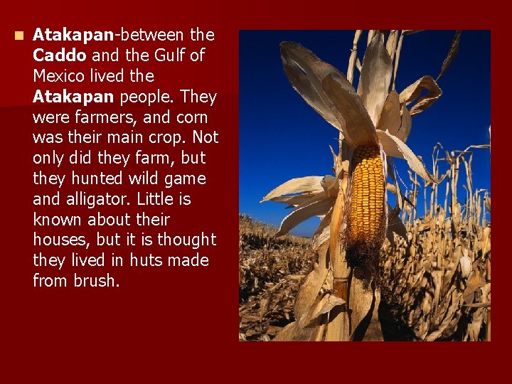 n Atakapan-between the Caddo and the Gulf of Mexico lived the Atakapan people. They