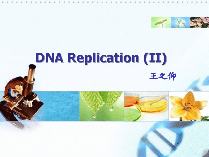 DNA Replication (II) 王之仰 