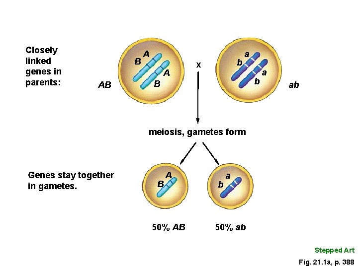 Closely linked genes in parents: B A A AB b x a b B