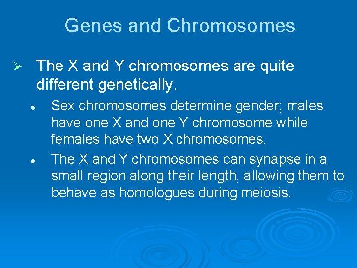 Genes and Chromosomes The X and Y chromosomes are quite different genetically. Ø l