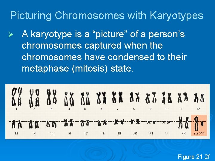 Picturing Chromosomes with Karyotypes Ø A karyotype is a “picture” of a person’s chromosomes