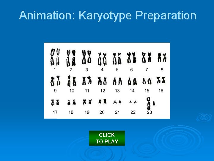 Animation: Karyotype Preparation CLICK TO PLAY 