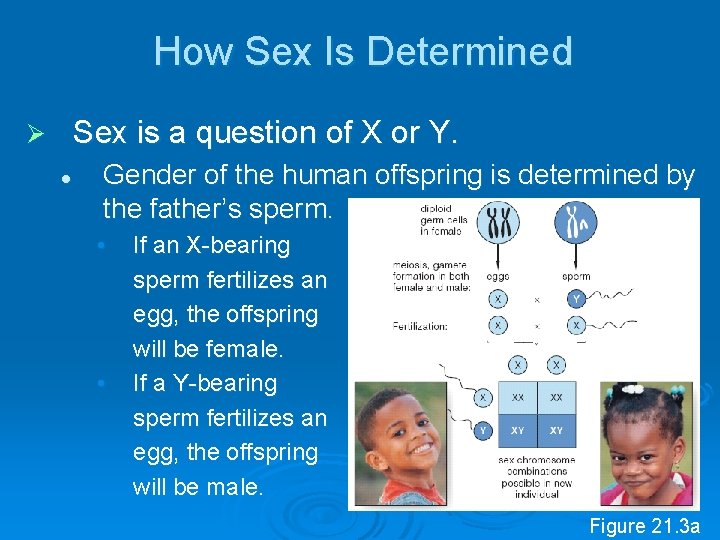 How Sex Is Determined Sex is a question of X or Y. Ø l