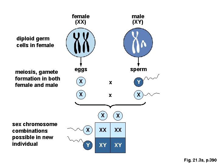 female (XX) male (XY) eggs sperm diploid germ cells in female meiosis, gamete formation