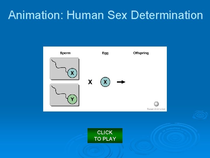 Animation: Human Sex Determination CLICK TO PLAY 