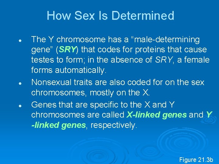 How Sex Is Determined l l l The Y chromosome has a “male determining