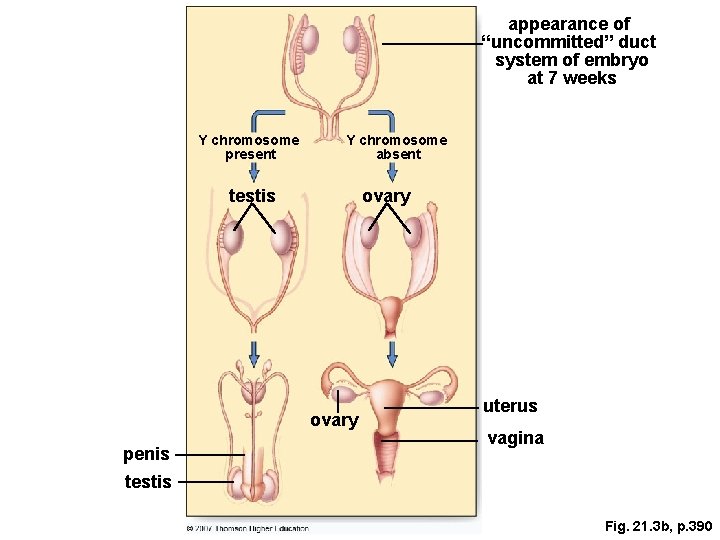appearance of “uncommitted” duct system of embryo at 7 weeks Y chromosome present Y