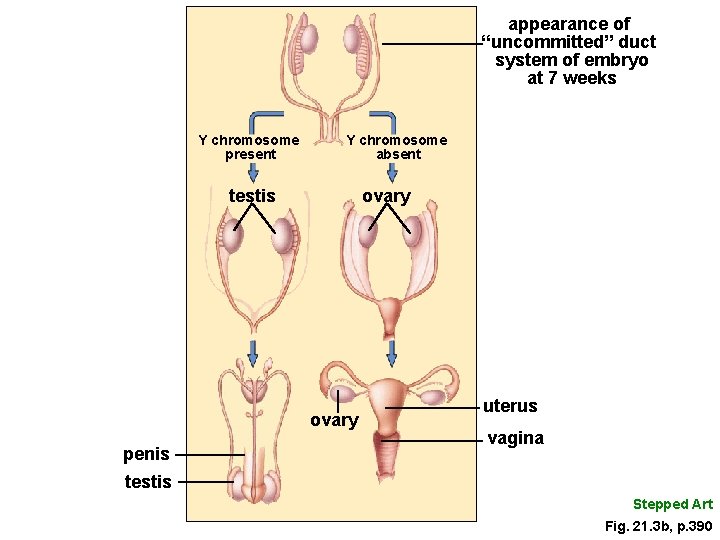 appearance of “uncommitted” duct system of embryo at 7 weeks Y chromosome present Y