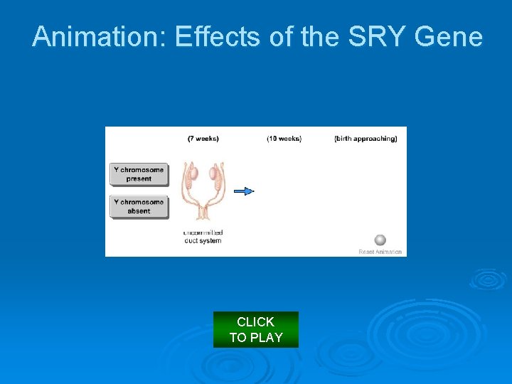 Animation: Effects of the SRY Gene CLICK TO PLAY 