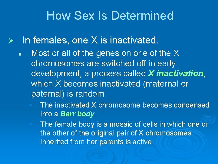 How Sex Is Determined In females, one X is inactivated. Ø l Most or