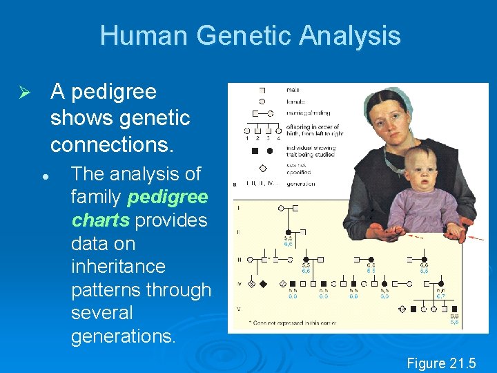 Human Genetic Analysis A pedigree shows genetic connections. Ø l The analysis of family