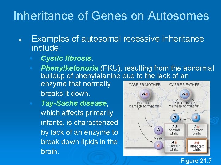 Inheritance of Genes on Autosomes l Examples of autosomal recessive inheritance include: • •