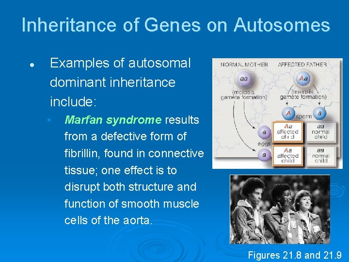 Inheritance of Genes on Autosomes l Examples of autosomal dominant inheritance include: • Marfan