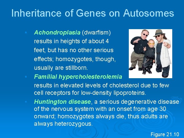 Inheritance of Genes on Autosomes • • • Achondroplasia (dwarfism) results in heights of
