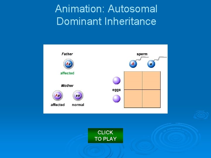 Animation: Autosomal Dominant Inheritance CLICK TO PLAY 