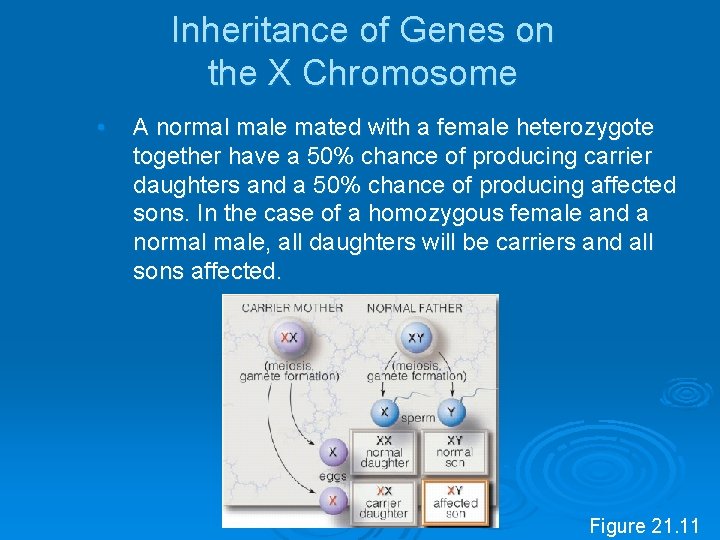 Inheritance of Genes on the X Chromosome • A normal male mated with a