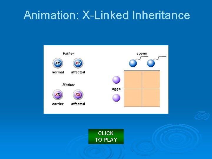 Animation: X Linked Inheritance CLICK TO PLAY 