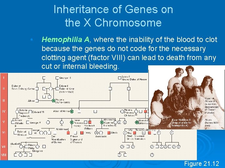 Inheritance of Genes on the X Chromosome • Hemophilia A, where the inability of