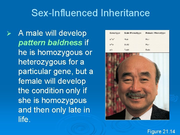Sex Influenced Inheritance Ø A male will develop pattern baldness if he is homozygous