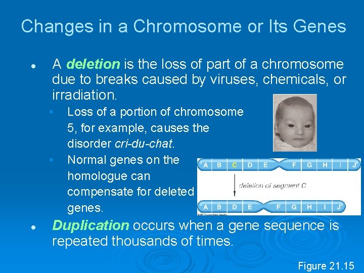 Changes in a Chromosome or Its Genes l A deletion is the loss of