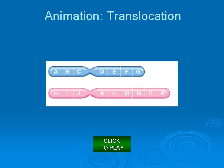 Animation: Translocation CLICK TO PLAY 