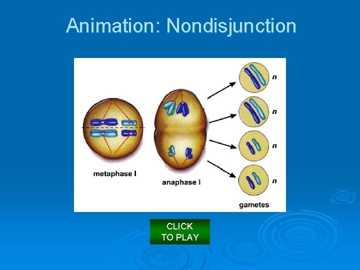 Animation: Nondisjunction CLICK TO PLAY 