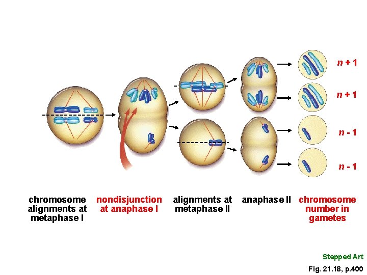 n+1 n-1 chromosome alignments at metaphase I nondisjunction at anaphase I alignments at metaphase