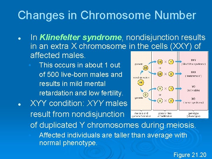 Changes in Chromosome Number l In Klinefelter syndrome, nondisjunction results in an extra X