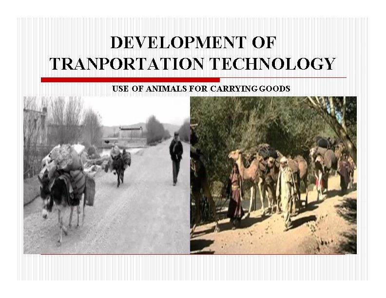 DEVELOPMENT OF TRANPORTATION TECHNOLOGY USE OF ANIMALS FOR CARRYING GOODS 