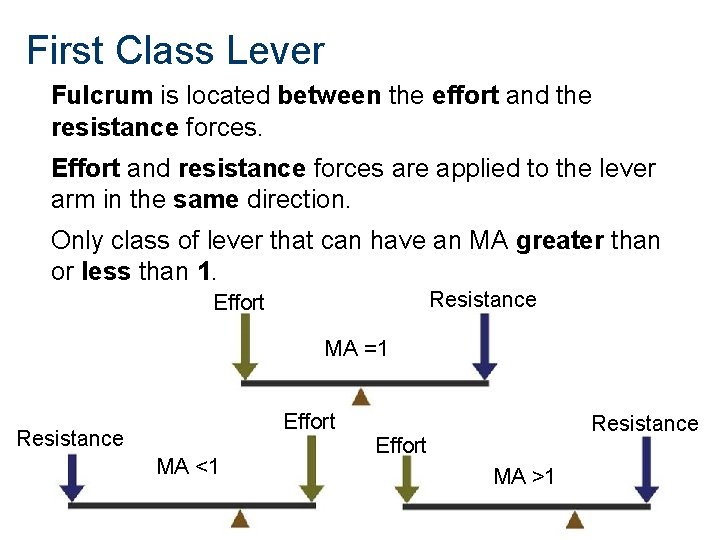 First Class Lever Fulcrum is located between the effort and the resistance forces. Effort