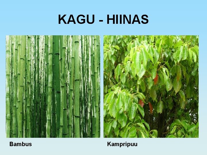 KAGU - HIINAS Bambus Kampripuu 