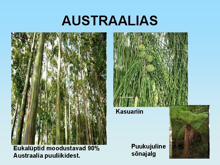 AUSTRAALIAS Kasuariin Eukalüptid moodustavad 90% Austraalia puuliikidest. Puukujuline sõnajalg 