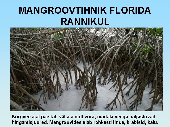 MANGROOVTIHNIK FLORIDA RANNIKUL Kõrgvee ajal paistab välja ainult võra, madala veega paljastuvad hingamisjuured. Mangroovides