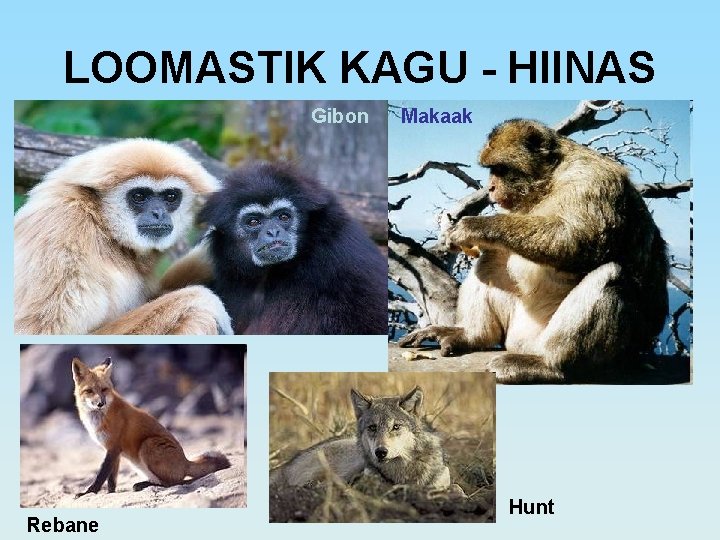 LOOMASTIK KAGU - HIINAS Gibon Rebane Makaak Hunt 