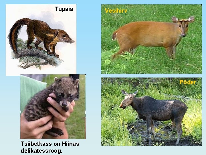 Tupaia Vesihirv Põder Tsiibetkass on Hiinas delikatessroog. 