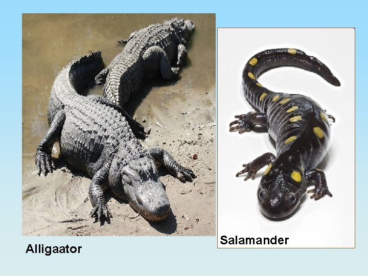 Alligaator Salamander 