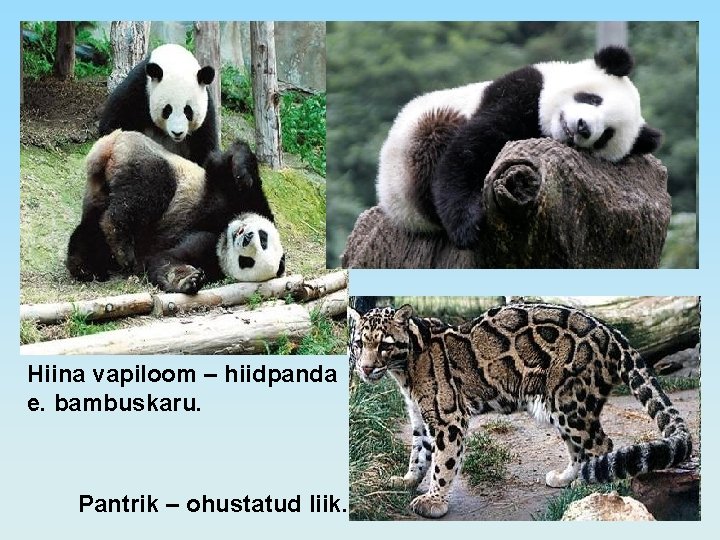 Hiina vapiloom – hiidpanda e. bambuskaru. Pantrik – ohustatud liik. 