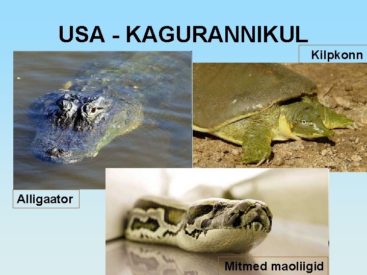 USA - KAGURANNIKUL Kilpkonn Alligaator Mitmed maoliigid 