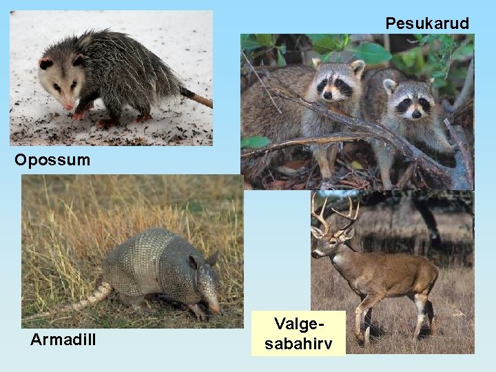 Pesukarud Opossum Armadill Valgesabahirv 