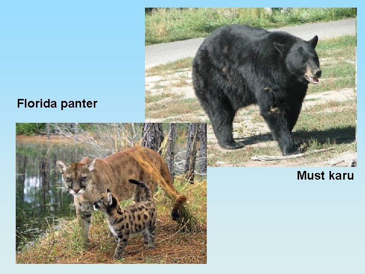 Florida panter Must karu 