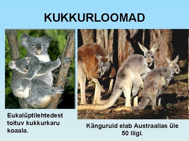 KUKKURLOOMAD Eukalüptilehtedest toituv kukkurkaru koaala. Känguruid elab Austraalias üle 50 liigi. 